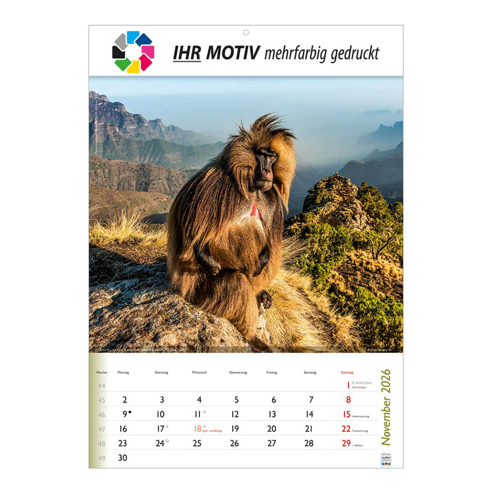 Bildkalender Wunderbare Tiere Monat November
